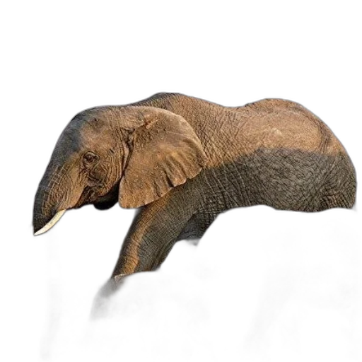 animal, creature, staff, hat, photorealistic, concept art, 3d render, pencil sketch transparent PNG cut-out