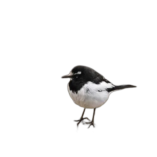 animal, hat, staff, creature transparent PNG cut-out