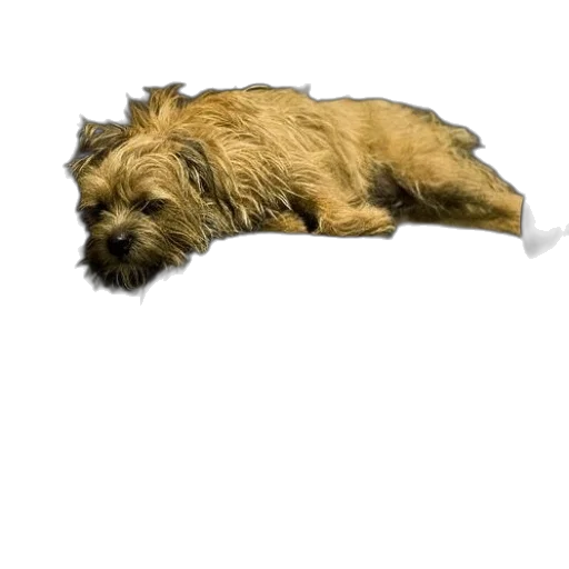 animal, staff, creature, hair transparent PNG cut-out