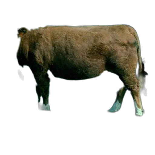 animal, creature, food, weapon transparent PNG cut-out