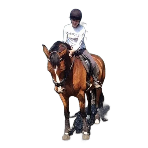 animal, staff, photorealistic, 3d render, oil painting, person, riding, brown transparent PNG cut-out