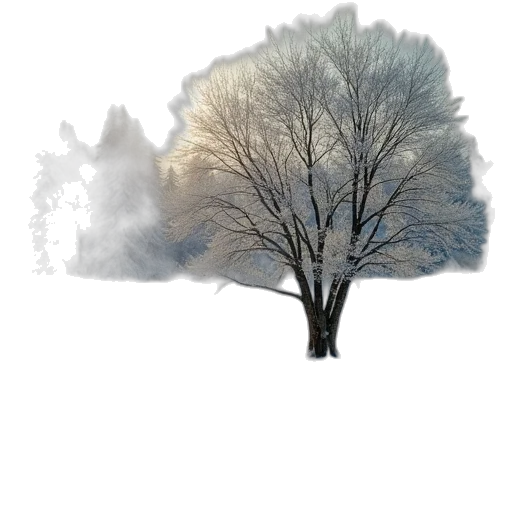 tree, crown, umbrella, hat transparent PNG cut-out
