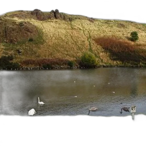 photorealistic, 3d render, fog, underwater, forest, rain, swans, ducks transparent PNG cut-out