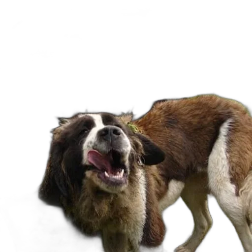 animal, creature, staff, hair, photorealistic, 3d render, saint, bernard transparent PNG cut-out