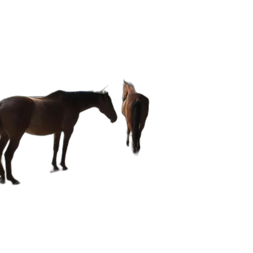 animal, creature, furniture, hat, 3d render, photorealistic, concept art, pixel art transparent PNG cut-out