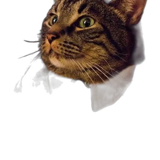 animal, face, staff, creature transparent PNG cut-out
