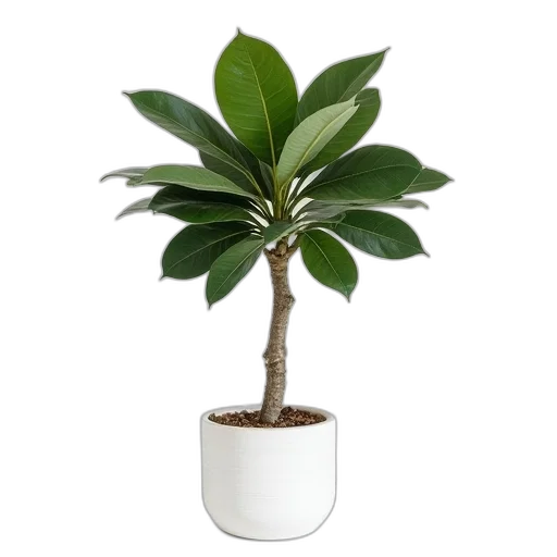 tree, crown, staff, 3d render, photorealistic, fiddle, fig, white transparent PNG cut-out