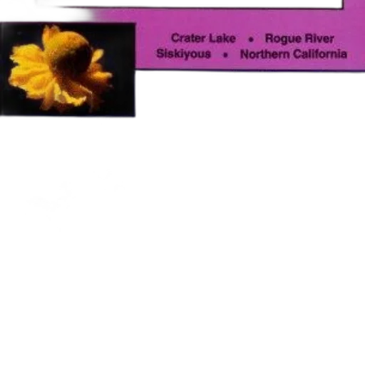 flower, colorful, dark, golden, pastel, book, cover, featuring transparent PNG cut-out