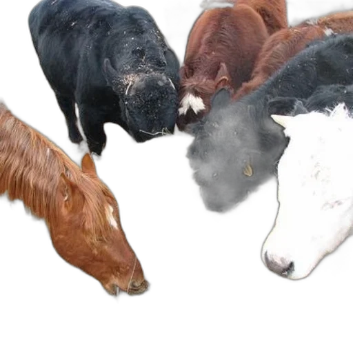 animal, food, photorealistic, group, cows, horse, eating, hay transparent PNG cut-out