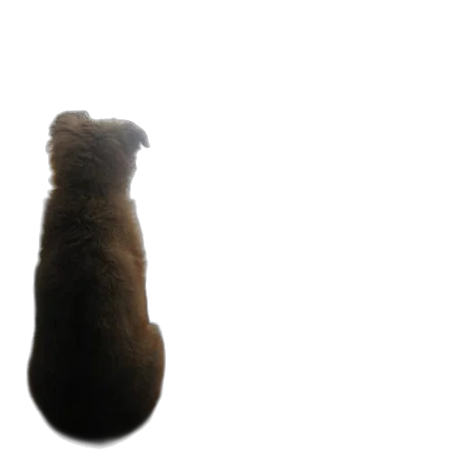 animal, creature, hair, staff transparent PNG cut-out