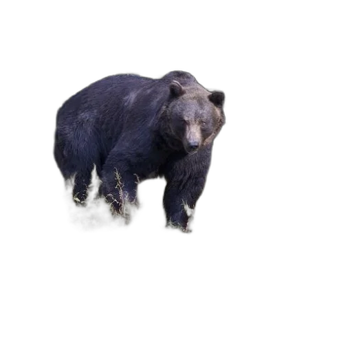 animal, creature, staff, face, photorealistic, concept art, 3d render, bear transparent PNG cut-out