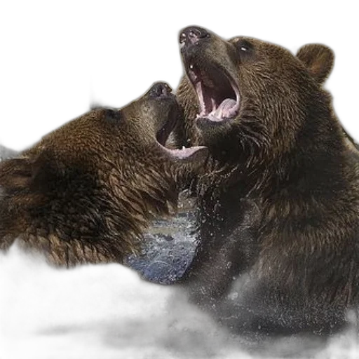 animal, creature, photorealistic, concept art, snow, two, brown, bears transparent PNG cut-out