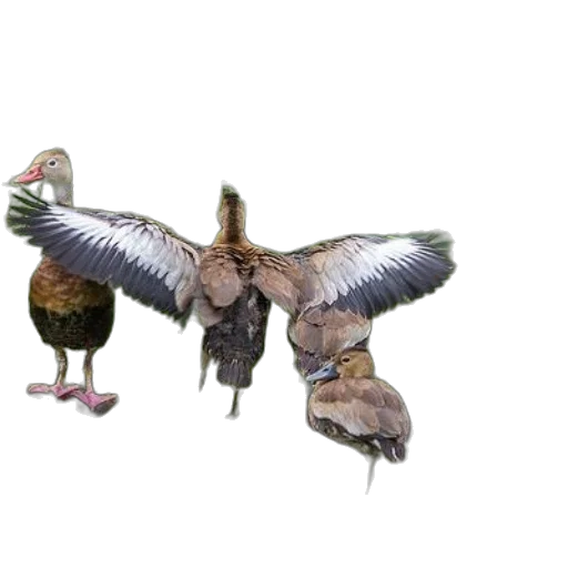 animal, staff, food, jewelry, 3d render, concept art, photorealistic, oil painting transparent PNG cut-out