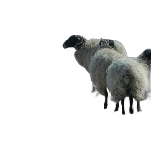 animal, creature, hair, weapon, 3d render, concept art, photorealistic, pixel art transparent PNG cut-out