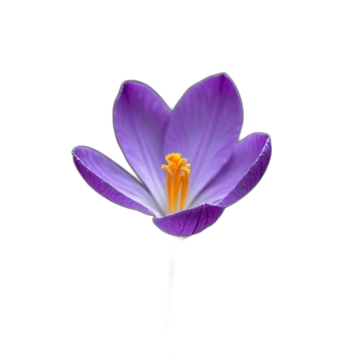 flower, crown, jewelry, staff, 3d render, photorealistic, oil painting, purple transparent PNG cut-out