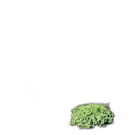 tree, food, crown, dress transparent PNG cut-out