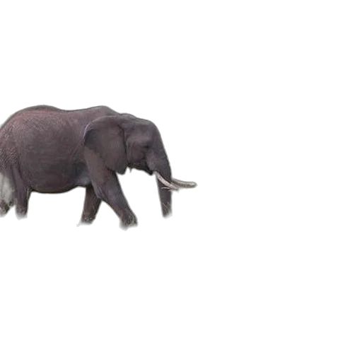 animal, creature, weapon, car, 3d render, concept art, photorealistic, pixel art transparent PNG cut-out
