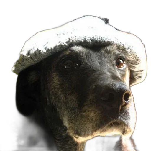 hat, animal, face, crown, photorealistic, 3d render, black, dog transparent PNG cut-out