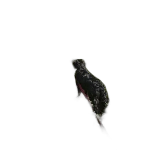 animal, hair, creature, dragon, photorealistic, 3d render, black, dog transparent PNG cut-out