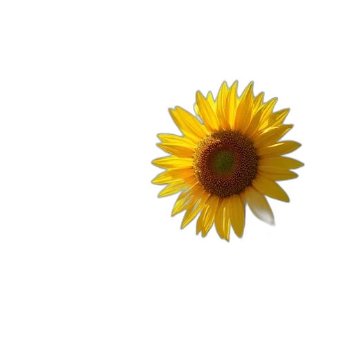 flower, crown, jewelry, face, 3d render, photorealistic, pixel art, oil painting transparent PNG cut-out