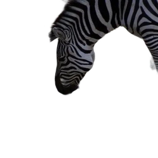 animal, creature, hat, shoes transparent PNG cut-out