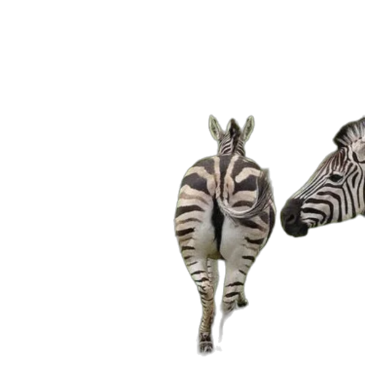 animal, creature, jewelry, shoes, 3d render, concept art, photorealistic, fantasy art transparent PNG cut-out