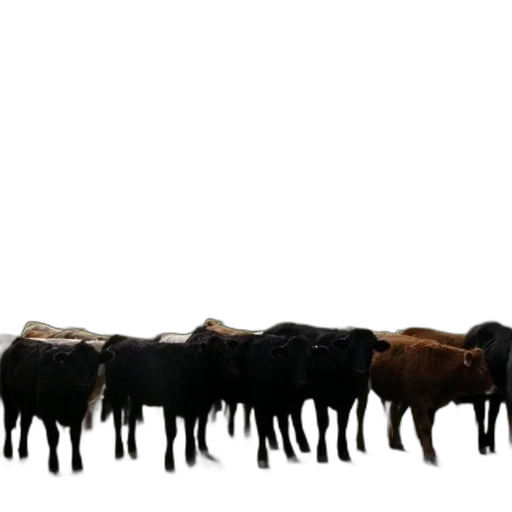 animal, hair, staff, furniture, concept art, 3d render, herd, cows transparent PNG cut-out