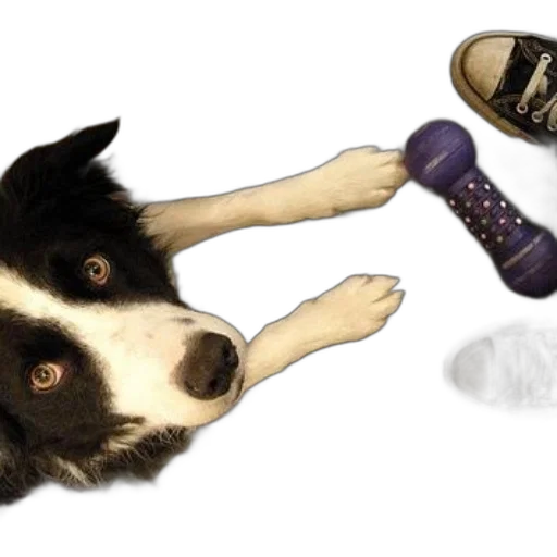 shoes, animal, creature, staff, photorealistic, concept art, 3d render, cartoon transparent PNG cut-out