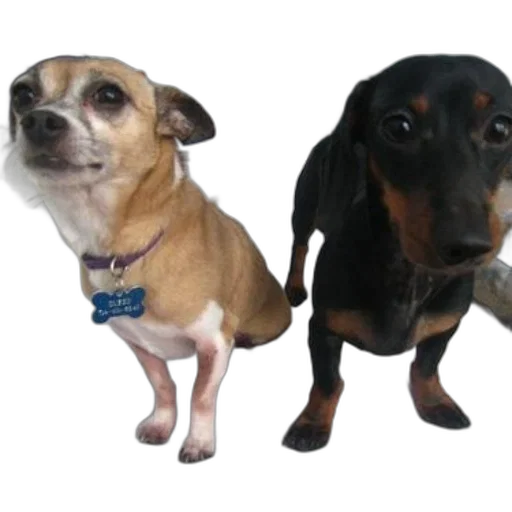 animal, 3d render, photorealistic, two, dogs, sit, bed, one transparent PNG cut-out