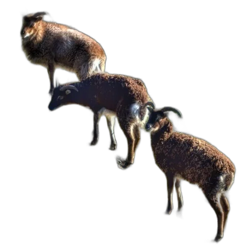 animal, creature, staff, hair, concept art, 3d render, photorealistic, three transparent PNG cut-out
