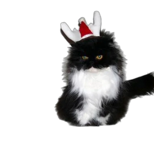 hat, animal, creature, crown, boston, terrier, persian, cat transparent PNG cut-out
