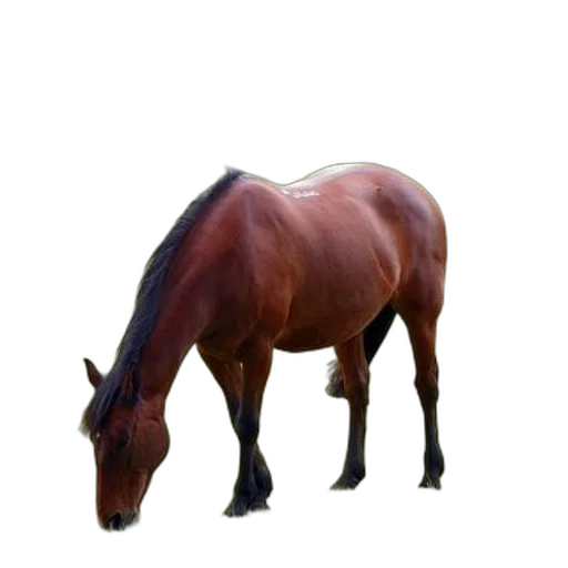animal, creature, staff, crown, photorealistic, 3d render, concept art, oil painting transparent PNG cut-out