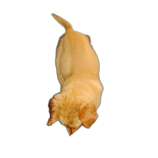 animal, staff, creature, hat transparent PNG cut-out