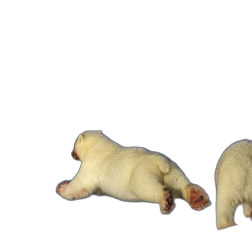 animal, food, creature, 3d render, concept art, photorealistic, three, polar transparent PNG cut-out