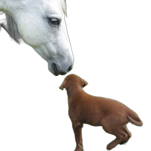 animal, creature, staff, photorealistic, 3d render, concept art, horse, puppy transparent PNG cut-out