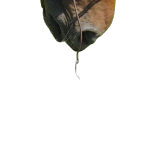 umbrella, tree, flower, mask, photorealistic, concept art, 3d render, pixel art transparent PNG cut-out