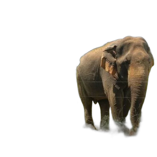 animal, creature, face, weapon, 3d render, photorealistic, concept art, pixel art transparent PNG cut-out