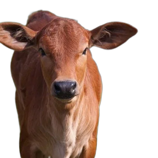 animal, face, mask, creature, photorealistic, 3d render, brown, calf transparent PNG cut-out