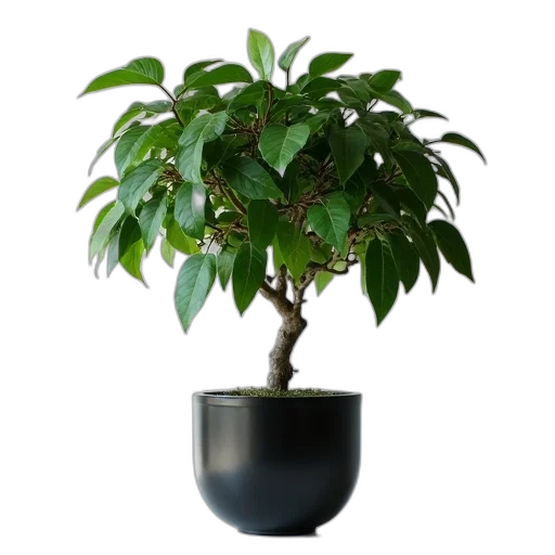 tree, crown, photorealistic, 3d render, forest, ficus, black, pot transparent PNG cut-out