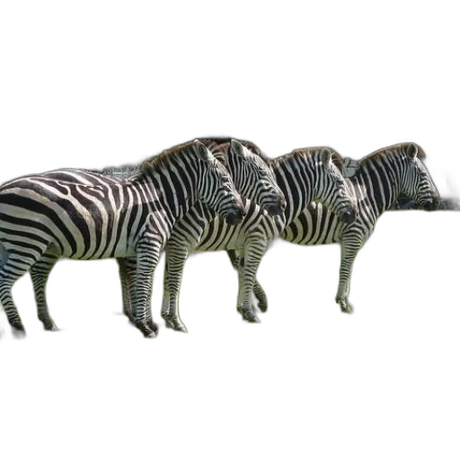 animal, creature, dragon, jewelry, 3d render, concept art, photorealistic, fantasy art transparent PNG cut-out