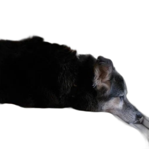 animal, staff, creature, hair transparent PNG cut-out