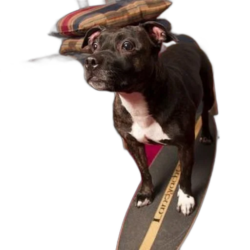 staff, animal, hat, weapon, black, white, dog, stands transparent PNG cut-out