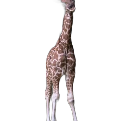 animal, creature, staff, weapon, concept art, 3d render, photorealistic, fantasy art transparent PNG cut-out