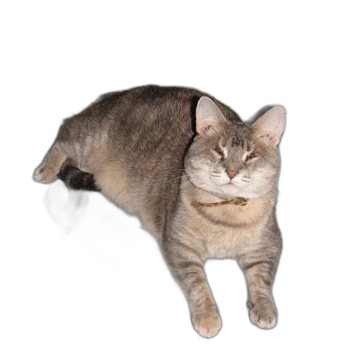animal, creature, staff, hat, photorealistic, 3d render, concept art, cat transparent PNG cut-out
