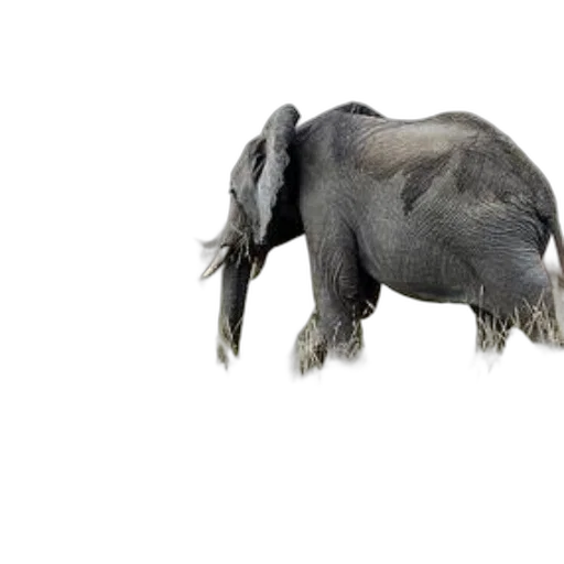 animal, creature, dragon, hair, 3d render, photorealistic, concept art, majestic transparent PNG cut-out