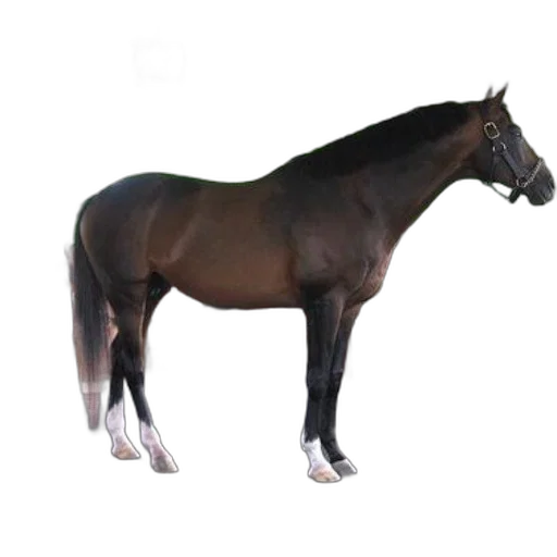 animal, creature, staff, crown, photorealistic, 3d render, concept art, oil painting transparent PNG cut-out