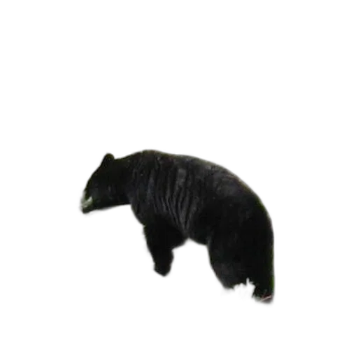 animal, hair, creature, staff, 3d render, photorealistic, concept art, pixel art transparent PNG cut-out