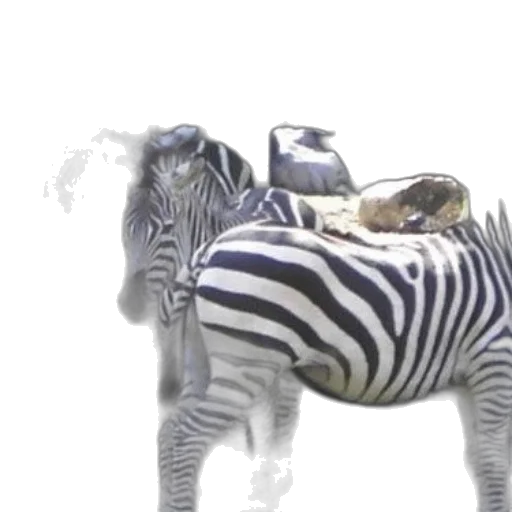 animal, creature, furniture, 3d render, concept art, monochrome, group, zebras transparent PNG cut-out