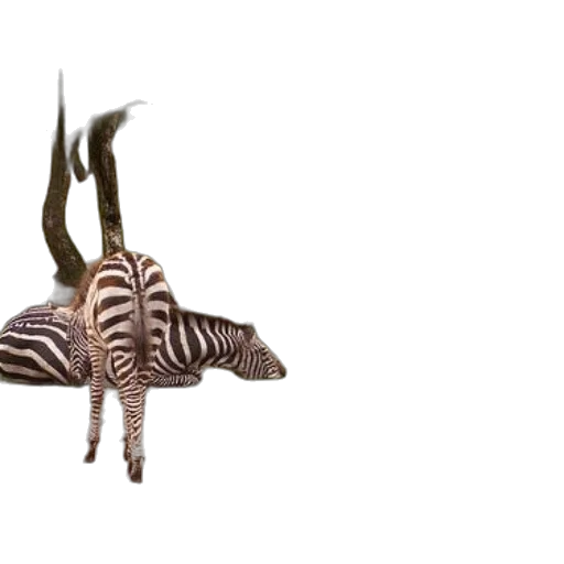 animal, creature, shoes, dragon, 3d render, concept art, photorealistic, fantasy art transparent PNG cut-out