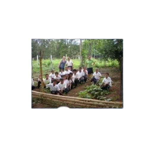 staff, tree, weapon, forest, image, cover, nicaragua, depth transparent PNG cut-out